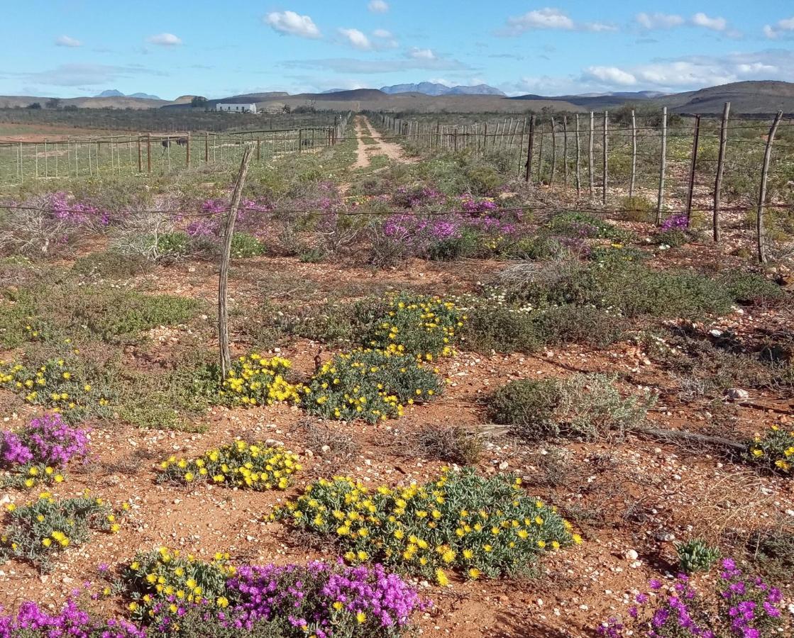 Pureplaas Self Catering Volmoed Oudtshoorn Klein Karoo Apartment ภายนอก รูปภาพ