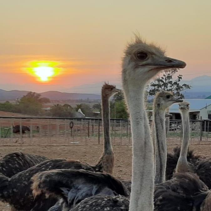 Pureplaas Self Catering Volmoed Oudtshoorn Klein Karoo Apartment ภายนอก รูปภาพ